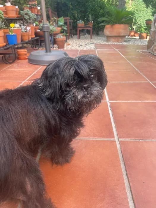 Gremlina, female senior Shih Tzu for adoption at Rivanimal (Rivas-Vaciamadrid), Rivas-Vaciamadrid
