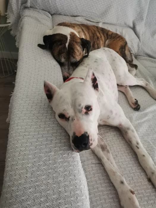 Guada, female Dogo Argentino for adoption at Rivanimal (Rivas-Vaciamadrid), Rivas-Vaciamadrid