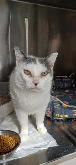 Arsa, male senior European Shorthair for adoption at Rivanimal (Rivas-Vaciamadrid), Rivas-Vaciamadrid