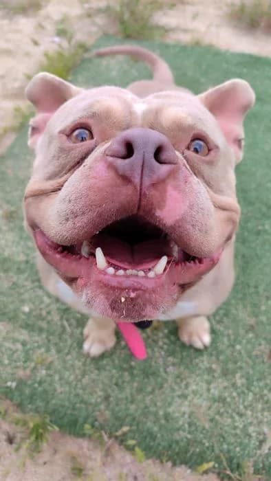 Arnold, male 7yo American Bully for adoption at Rivanimal (Rivas-Vaciamadrid), Rivas-Vaciamadrid