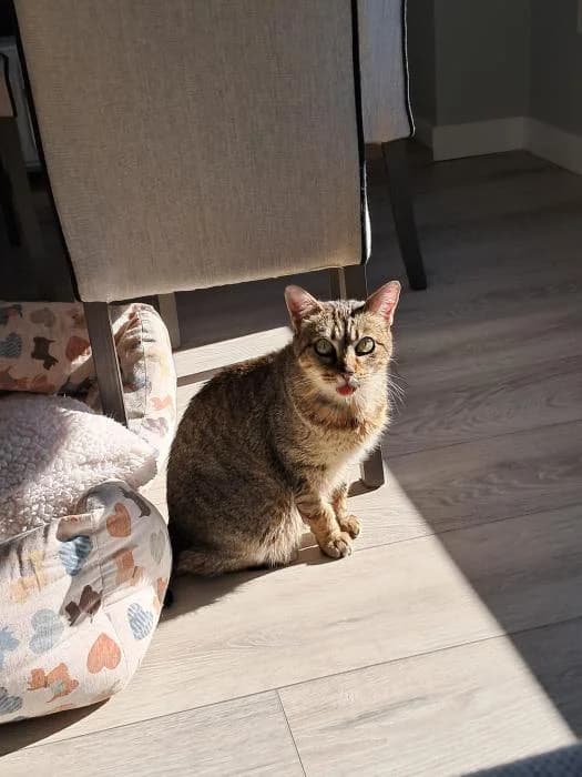 Eddah, female 6yo European Shorthair for adoption at Rivanimal (Rivas-Vaciamadrid), Rivas-Vaciamadrid