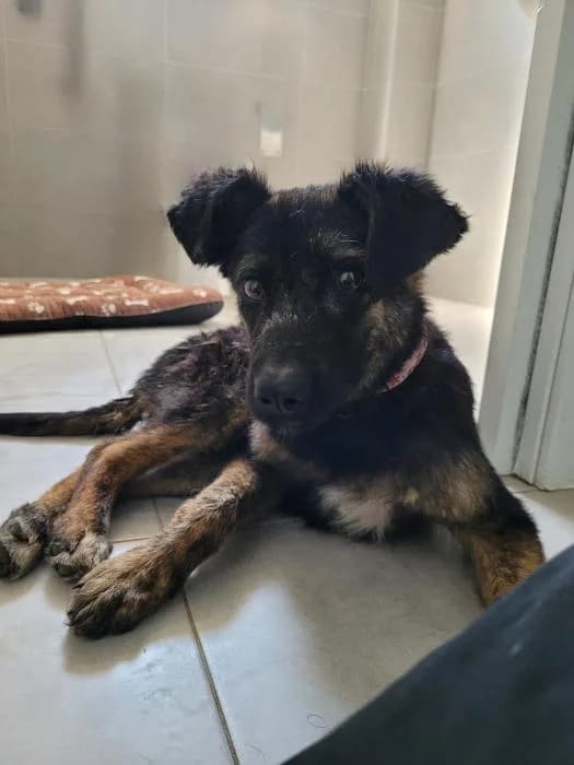 Sole, female young Mixed Breed for adoption at Rivanimal (Rivas-Vaciamadrid), Rivas-Vaciamadrid