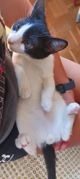 Gudari, male young European Shorthair for adoption at Rivanimal (Rivas-Vaciamadrid), Rivas-Vaciamadrid