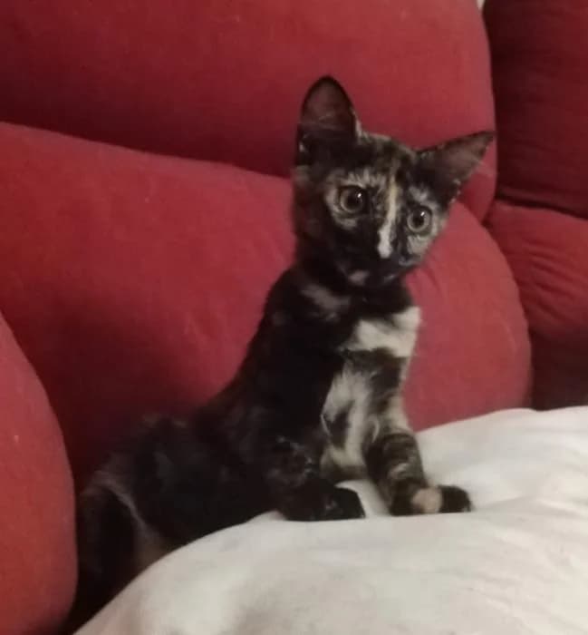 Yazmin, female puppy European Shorthair for adoption at Rivanimal (Rivas-Vaciamadrid), Rivas-Vaciamadrid