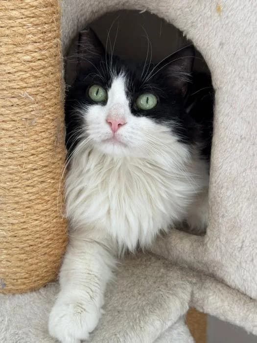 Brandine, female European Shorthair for adoption at Rivanimal (Rivas-Vaciamadrid), Rivas-Vaciamadrid