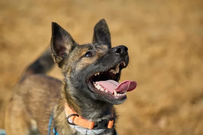Saiko, male young Mixed Breed for adoption at Rivanimal (Rivas-Vaciamadrid), Rivas-Vaciamadrid