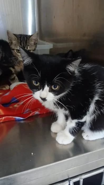 Cole, male European Shorthair for adoption at Rivanimal (Rivas-Vaciamadrid), Rivas-Vaciamadrid