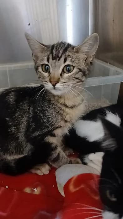 Phoebe, female European Shorthair for adoption at Rivanimal (Rivas-Vaciamadrid), Rivas-Vaciamadrid