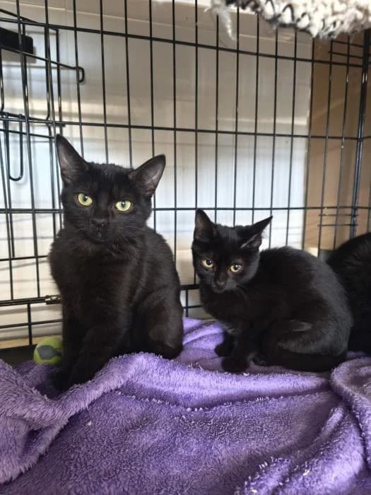 Alila, female young European Shorthair for adoption at Rivanimal (Rivas-Vaciamadrid), Rivas-Vaciamadrid