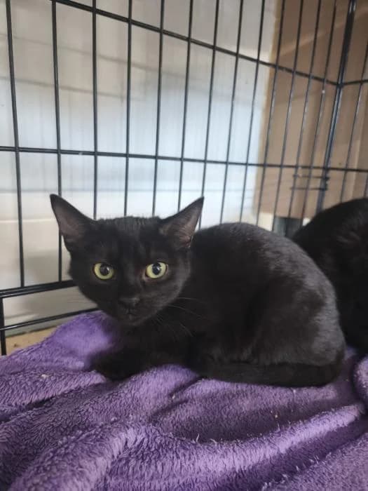 Gummy, male young European Shorthair for adoption at Rivanimal (Rivas-Vaciamadrid), Rivas-Vaciamadrid
