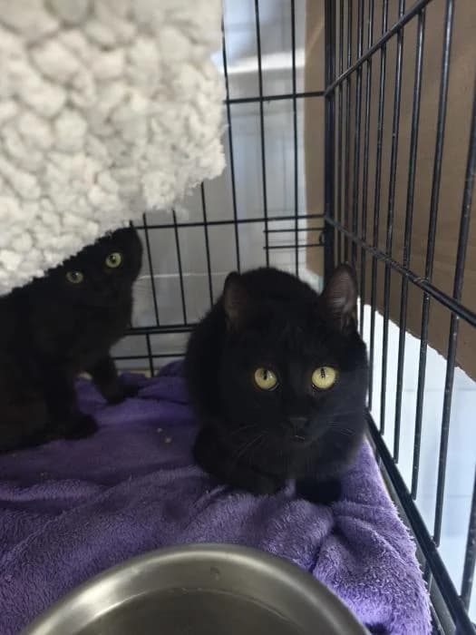 Churrasco, male young European Shorthair for adoption at Rivanimal (Rivas-Vaciamadrid), Rivas-Vaciamadrid