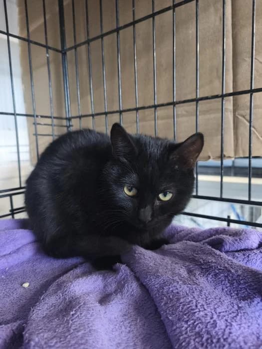 Torrezno, male European Shorthair for adoption at Rivanimal (Rivas-Vaciamadrid), Rivas-Vaciamadrid