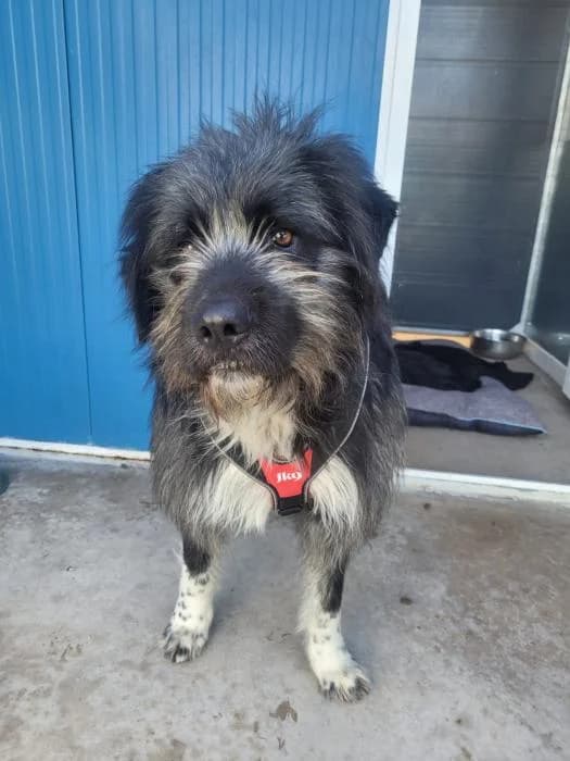 Rowlf, male Mixed Breed for adoption at Rivanimal (Rivas-Vaciamadrid), Rivas-Vaciamadrid