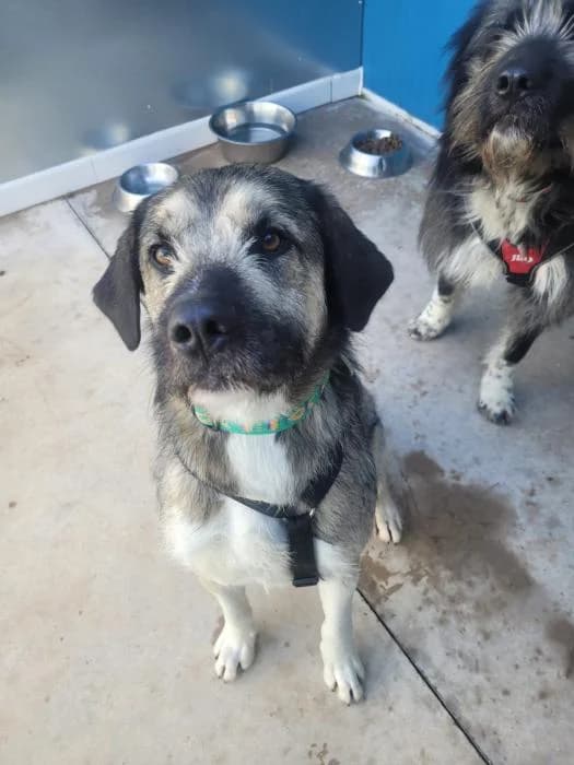 Fozzie, male Mixed Breed for adoption at Rivanimal (Rivas-Vaciamadrid), Rivas-Vaciamadrid