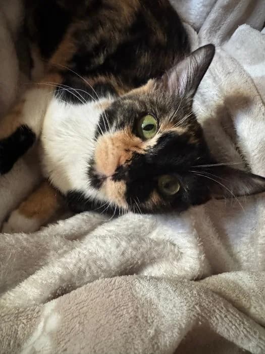 Mili, female European Shorthair for adoption at Rivanimal (Rivas-Vaciamadrid), Rivas-Vaciamadrid