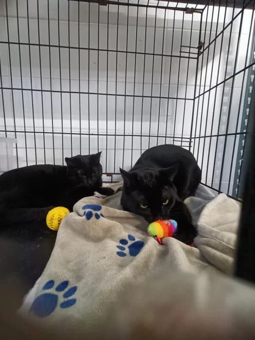 Tex-mex, male puppy European Shorthair for adoption at Rivanimal (Rivas-Vaciamadrid), Rivas-Vaciamadrid