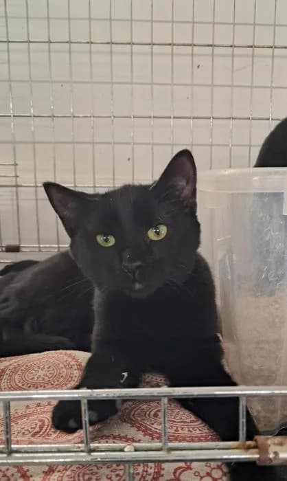 Aegon, male young European Shorthair for adoption at Rivanimal (Rivas-Vaciamadrid), Rivas-Vaciamadrid