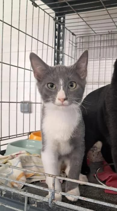 Zaspe, male puppy European Shorthair for adoption at Rivanimal (Rivas-Vaciamadrid), Rivas-Vaciamadrid