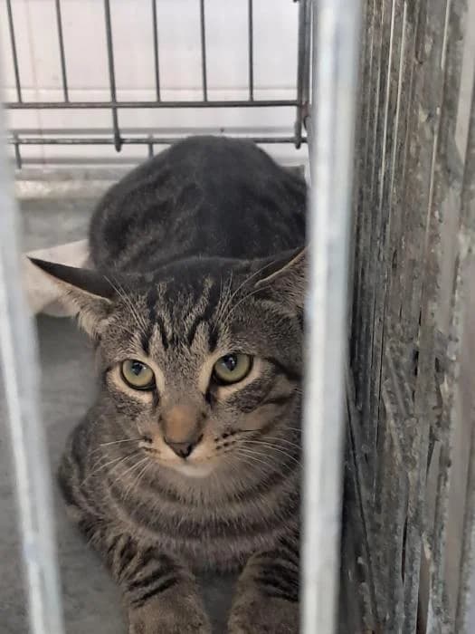 Oswald, male young European Shorthair for adoption at Rivanimal (Rivas-Vaciamadrid), Rivas-Vaciamadrid