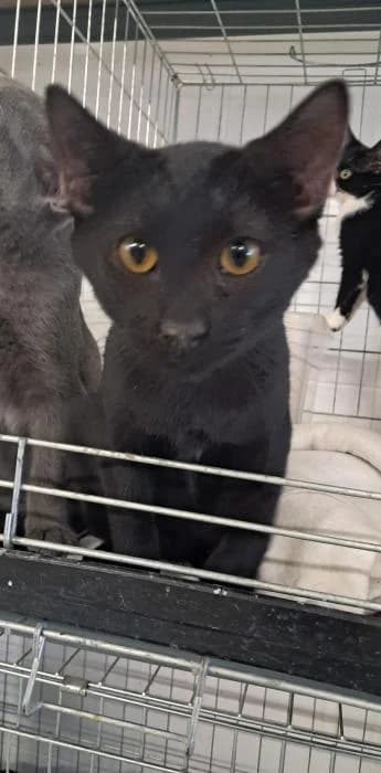 Bran, male young European Shorthair for adoption at Rivanimal (Rivas-Vaciamadrid), Rivas-Vaciamadrid
