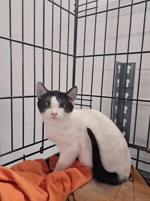 Safdy, male puppy European Shorthair for adoption at Rivanimal (Rivas-Vaciamadrid), Rivas-Vaciamadrid