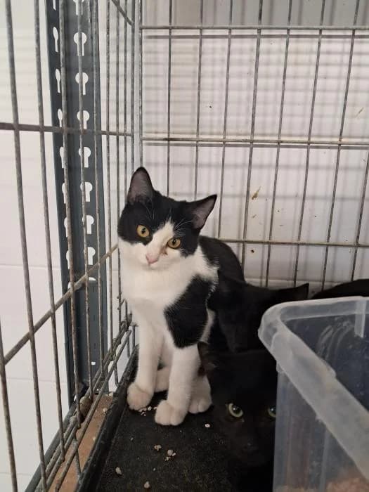 Rubi, female European Shorthair for adoption at Rivanimal (Rivas-Vaciamadrid), Rivas-Vaciamadrid