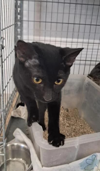 Escarcha, female European Shorthair for adoption at Rivanimal (Rivas-Vaciamadrid), Rivas-Vaciamadrid