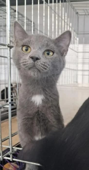 Arisu, female European Shorthair for adoption at Rivanimal (Rivas-Vaciamadrid), Rivas-Vaciamadrid