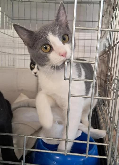 Anu, female European Shorthair for adoption at Rivanimal (Rivas-Vaciamadrid), Rivas-Vaciamadrid