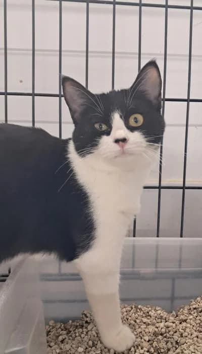 Koemi, female European Shorthair for adoption at Rivanimal (Rivas-Vaciamadrid), Rivas-Vaciamadrid