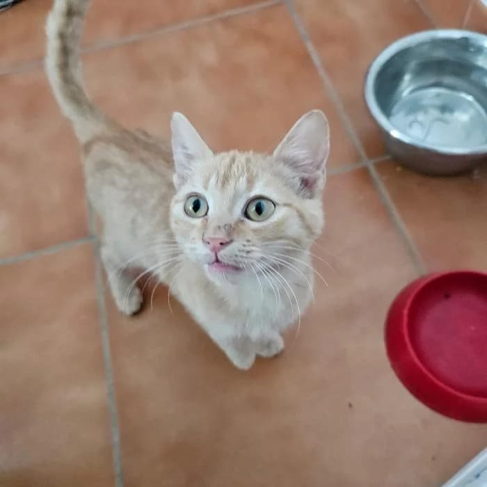 Meriem, female European Shorthair for adoption at Rivanimal (Rivas-Vaciamadrid), Rivas-Vaciamadrid