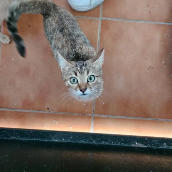 Hiba, female European Shorthair for adoption at Rivanimal (Rivas-Vaciamadrid), Rivas-Vaciamadrid