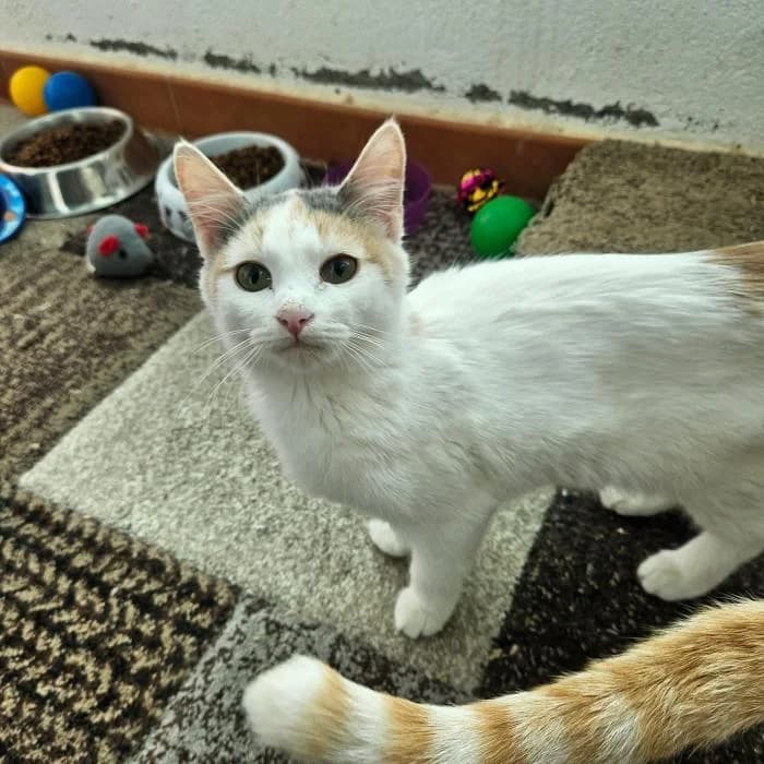 Mariposa, female European Shorthair for adoption at Rivanimal (Rivas-Vaciamadrid), Rivas-Vaciamadrid