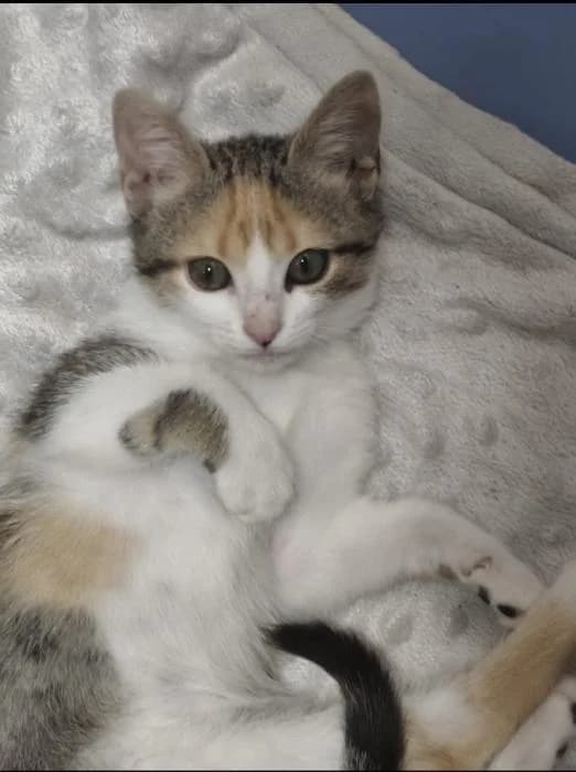 Motilla, female European Shorthair for adoption at Rivanimal (Rivas-Vaciamadrid), Rivas-Vaciamadrid