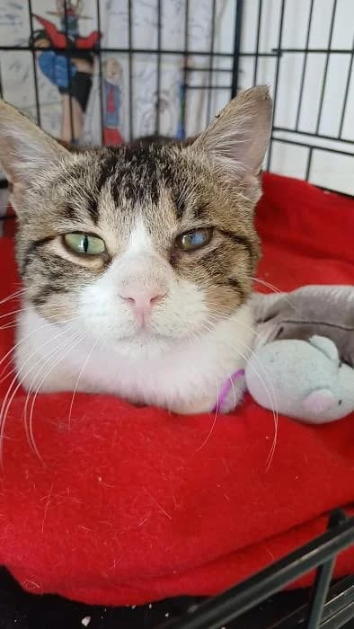 Castiel, male puppy European Shorthair for adoption at Rivanimal (Rivas-Vaciamadrid), Rivas-Vaciamadrid