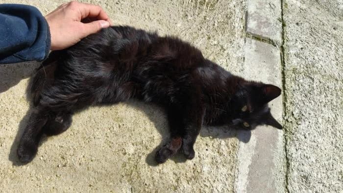 Marty, female European Shorthair for adoption at Rivanimal (Rivas-Vaciamadrid), Rivas-Vaciamadrid