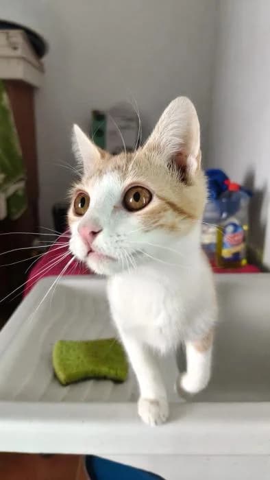 Tijuana, male puppy European Shorthair for adoption at Rivanimal (Rivas-Vaciamadrid), Rivas-Vaciamadrid
