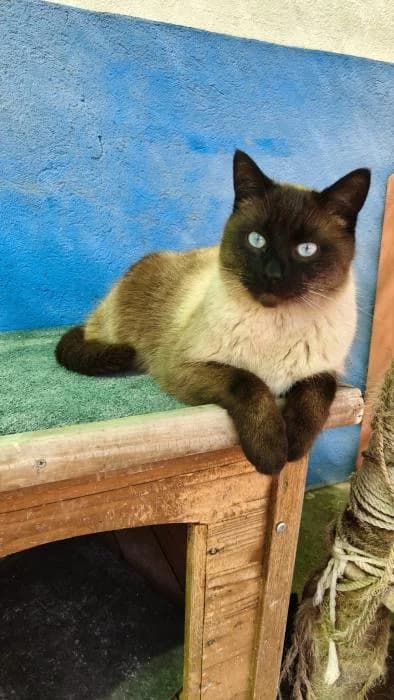 Venito, male European Shorthair for adoption at Rivanimal (Rivas-Vaciamadrid), Rivas-Vaciamadrid