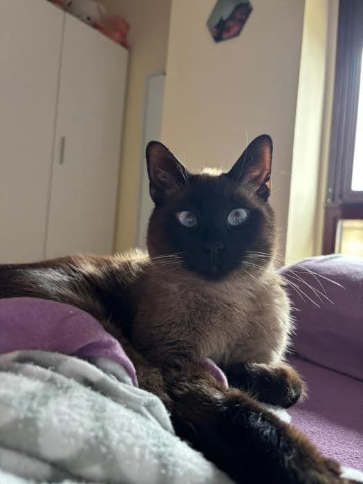 Simba, female European Shorthair for adoption at Rivanimal (Rivas-Vaciamadrid), Rivas-Vaciamadrid