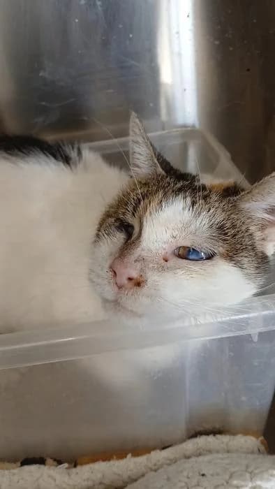 Sinvi, female European Shorthair for adoption at Rivanimal (Rivas-Vaciamadrid), Rivas-Vaciamadrid