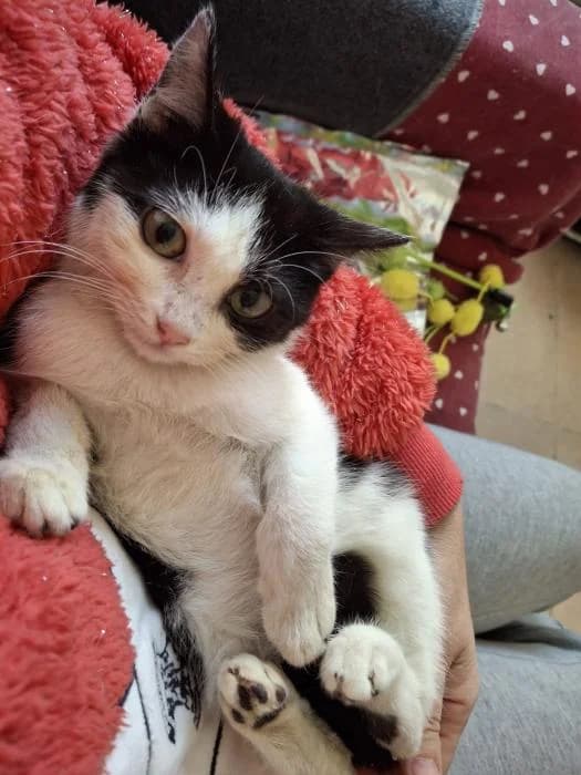Mensa, female puppy European Shorthair for adoption at Rivanimal (Rivas-Vaciamadrid), Rivas-Vaciamadrid