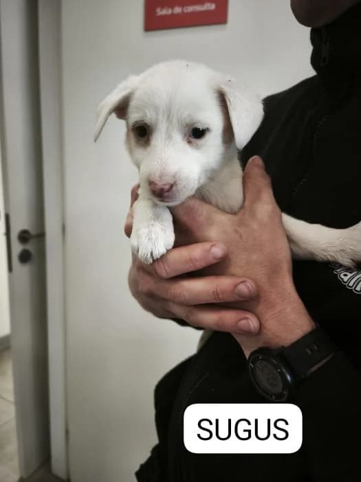 Sugus, female puppy Mixed Breed for adoption at Rivanimal (Rivas-Vaciamadrid), Rivas-Vaciamadrid