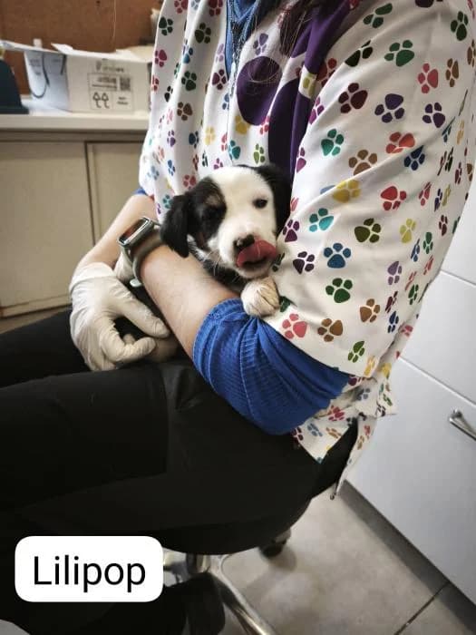 Lilipop, female puppy Mixed Breed for adoption at Rivanimal (Rivas-Vaciamadrid), Rivas-Vaciamadrid