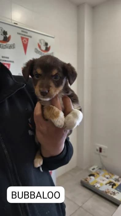 Bubbaloo, male puppy Mixed Breed for adoption at Rivanimal (Rivas-Vaciamadrid), Rivas-Vaciamadrid