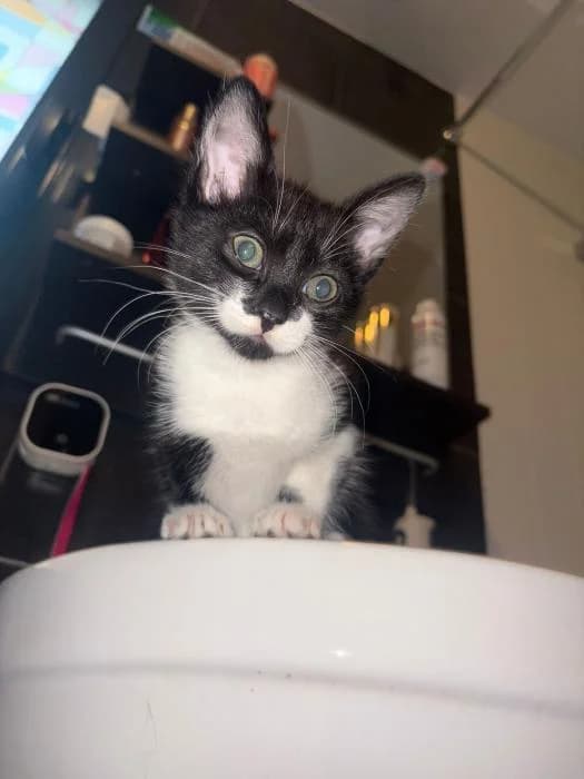 El Johnny, male puppy European Shorthair for adoption at Rivanimal (Rivas-Vaciamadrid), Rivas-Vaciamadrid