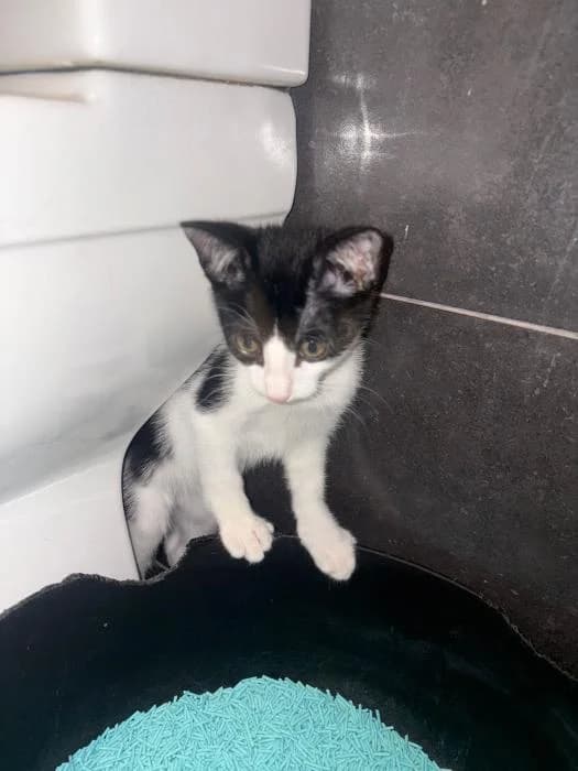 La Jessy, female puppy European Shorthair for adoption at Rivanimal (Rivas-Vaciamadrid), Rivas-Vaciamadrid