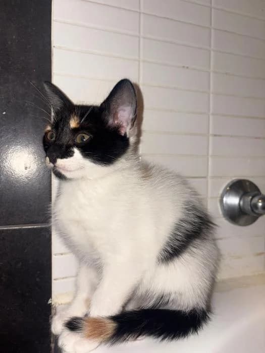La Vane, female puppy European Shorthair for adoption at Rivanimal (Rivas-Vaciamadrid), Rivas-Vaciamadrid