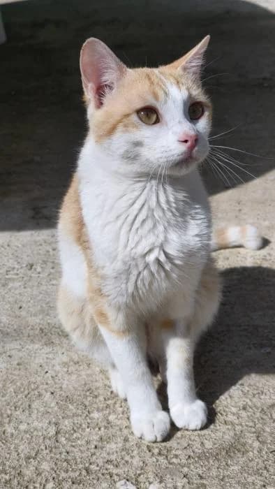 Gusiluz, male young European Shorthair for adoption at Rivanimal (Rivas-Vaciamadrid), Rivas-Vaciamadrid