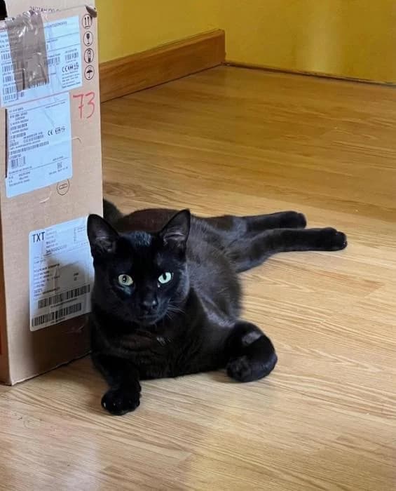 David, male 3yo European Shorthair for adoption at Rivanimal (Rivas-Vaciamadrid), Rivas-Vaciamadrid