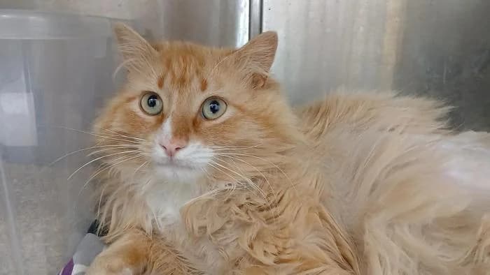 Mario, male 4yo European Shorthair for adoption at Rivanimal (Rivas-Vaciamadrid), Rivas-Vaciamadrid